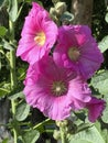 Mallow, a herbaceous plant with hairy stems, pink flowers