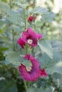 Mallow hollyhock flower red in the garden Royalty Free Stock Photo