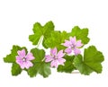 Mallow Royalty Free Stock Photo