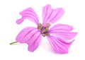 Mallow Malva Sylvestris