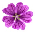 Mallow Malva Sylvestris