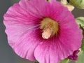 Mallow, medicinal plant flower