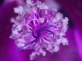 Mallow, medicinal plant flower