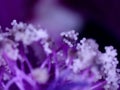 Mallow, medicinal plant flower