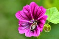 Mallow, medicinal plant with flower and bee