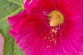 Mallow, medicinal plant flower