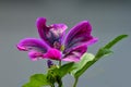 Mallow, medicinal plant flower