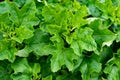 Mallow ordinary. Green leaves of malva without flowers. Common Mallow - Malva sylvestris