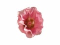 Mallow pink flower bud isolate on a white background