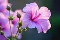 Mallow plant with lilac pink flowers