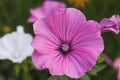 Mallow Royalty Free Stock Photo