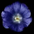 Mallow terry blue flower isolated black background. For design. Close-up.