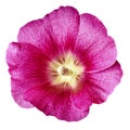 Mallow terry.  pink  flower  isolated white background. For design. Close-up. Royalty Free Stock Photo