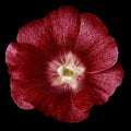 Mallow terry red flower  isolated black background. For design. Close-up. Royalty Free Stock Photo