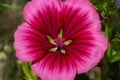 Mallow wort (malope trifida) flower Royalty Free Stock Photo