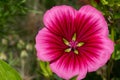Mallow wort (malope trifida) flower Royalty Free Stock Photo