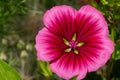 Mallow wort (malope trifida) flower