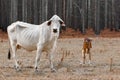 Malnourished cows devastated by bushfires with burnt tree background