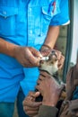 Malnourished dog being wormed