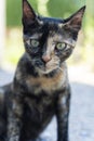 Malnourished green-eyed cat puppy looking at camera with sad face