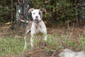 Malnourished skinny male Pitbull Terrier dog on leash Royalty Free Stock Photo