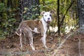 Malnourished skinny male Pitbull Terrier dog on leash