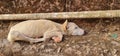 Malnutritioned and tired street dog sleeping on red stone paved pathway at savitri point mahabaleshwar