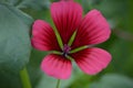 Malope