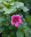 Malope Purpurea is a genus of three species in the mallow botanical family Malvaceae.