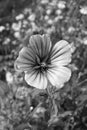 Elegant malope trifida flower