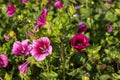 Malope trifida flowers in the garden