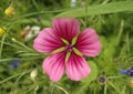 A pink malva in the middle of a flower bed to attract bees