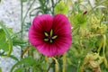 Malope Trifida or Mallow Wort Flower Bloom Closeup View Royalty Free Stock Photo