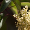 MALOSMA LAURINA STAMINATE BLOOM - RED ROCK CP MRCA - 062621