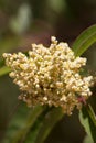 MALOSMA LAURINA STAMINATE BLOOM - RED ROCK CP MRCA - 062621