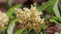 MALOSMA LAURINA STAMINATE BLOOM - RED ROCK CP MRCA - 062621