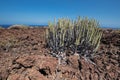 Malpais de Guimar, badlands volcanic landscape in Tenerife, Canary island, Spain. Royalty Free Stock Photo