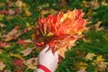 Malpe leaves in hands in fall park Royalty Free Stock Photo