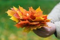 Malpe leaves in hands in fall park Royalty Free Stock Photo