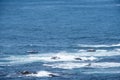 People in a small fishing boat in Galicia Spain Royalty Free Stock Photo