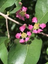 Malpighia emarginata or Acerola or Barbados cherry. Royalty Free Stock Photo