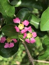 Malpighia emarginata or Acerola or Barbados cherry. Royalty Free Stock Photo