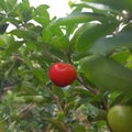 Malpighia emarginata is a tropical fruiting shrub or small tree in the Malpighiaceae family Royalty Free Stock Photo