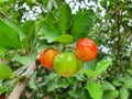 Malpighia glabra Linn is a large bushy tree, round green leaves.