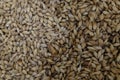 Malt beer ingredient