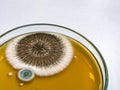 Malt Extract Agar in Petri dish close up, using for growth media to isolate and cultivate yeasts, molds and fungal testing. Royalty Free Stock Photo