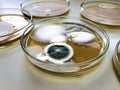 Malt Extract Agar in Petri dish using for growth media to isolate and cultivate yeasts, molds and fungal testing from clinical. Royalty Free Stock Photo