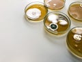 Malt Extract Agar in Petri dish using for growth media to isolate and cultivate yeasts, molds and fungal testing from clinical.
