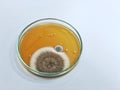 Malt Extract Agar in Petri dish using for growth media to isolate and cultivate yeasts, molds and fungal testing from clinical. Royalty Free Stock Photo