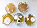 Malt Extract Agar in Petri dish using for growth media to isolate and cultivate yeasts, molds and fungal testing.